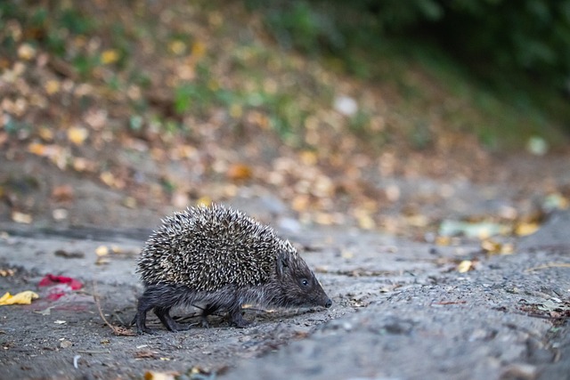 萨索洛2-2比萨，恩佐拉、马蒂奇破门，索尔茨维特读秒绝平